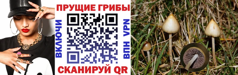 Псилоцибиновые грибы Psilocybine cubensis Орлов